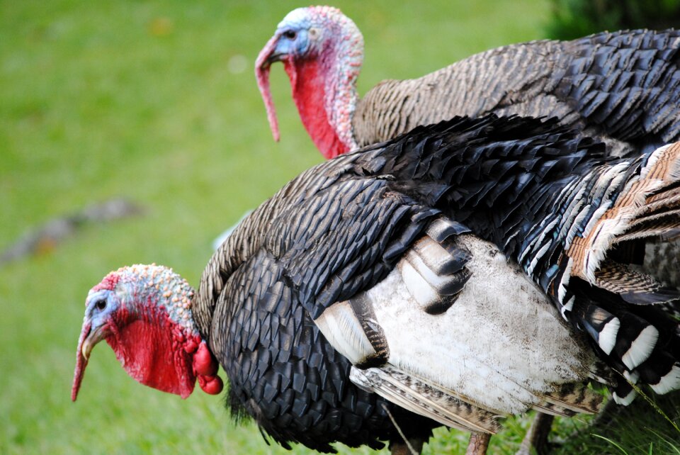 Birds feathers crests