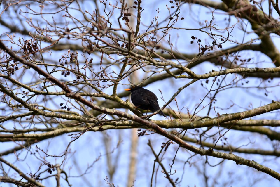 Bird black animal