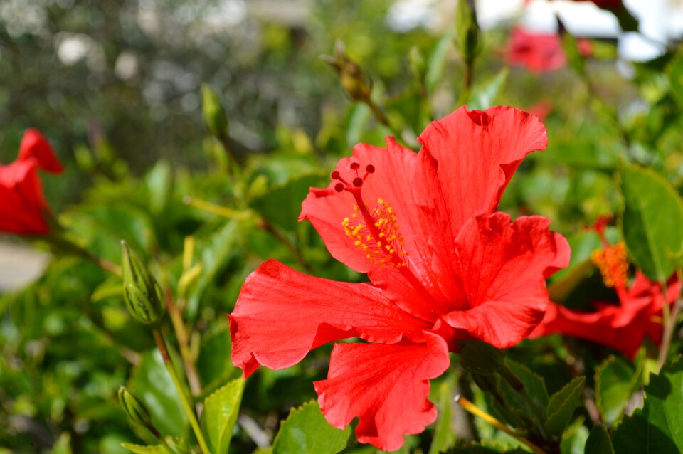 Red garden flower nature