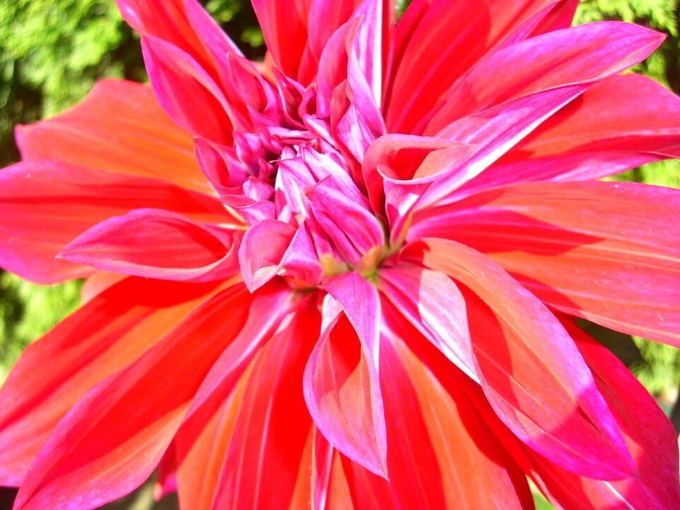 Flower blossom bloom