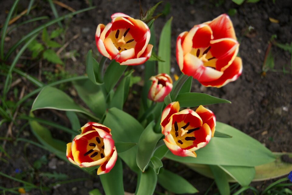 Tulip flowers nature