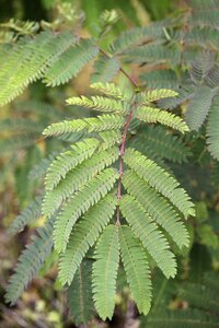 Ecology environment leaves