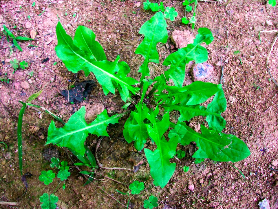 Green leaf green leaves