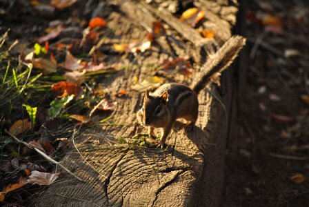 Animal nature wildlife