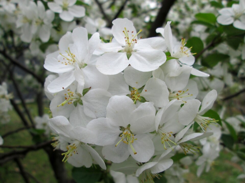 White garden plant photo