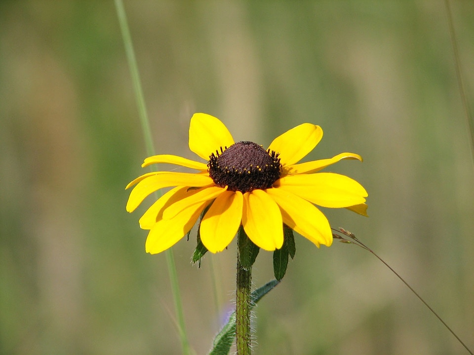 Country rural sunflower