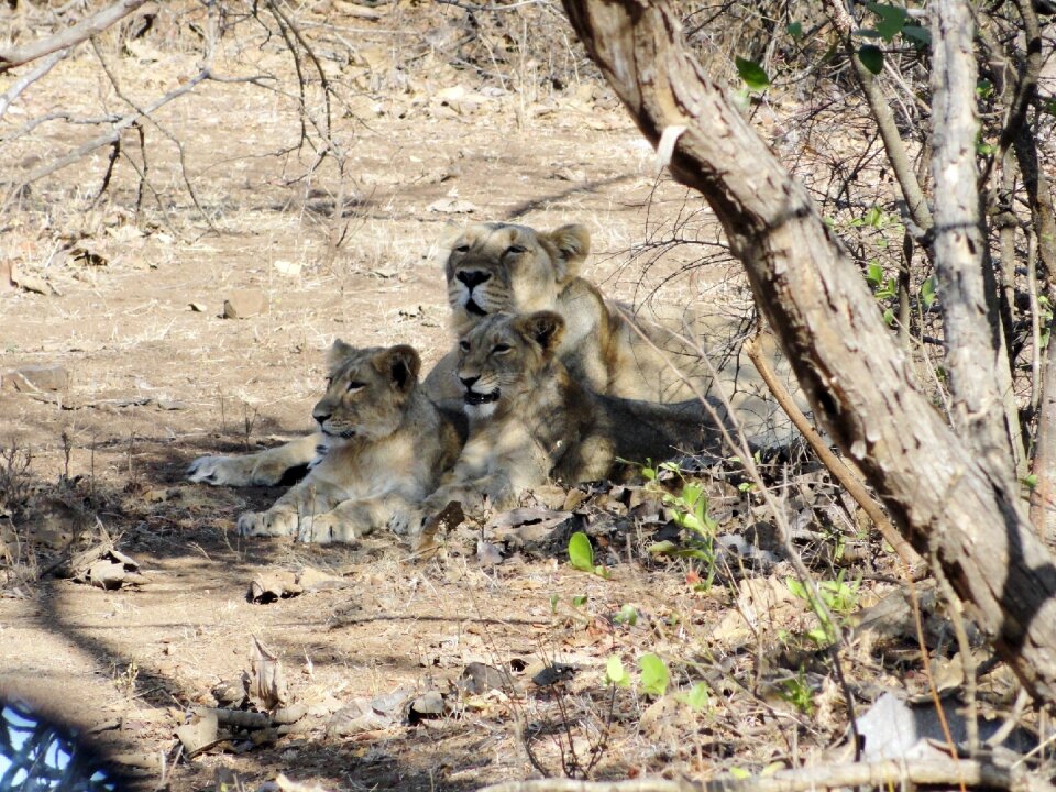 Gir forest lion animal