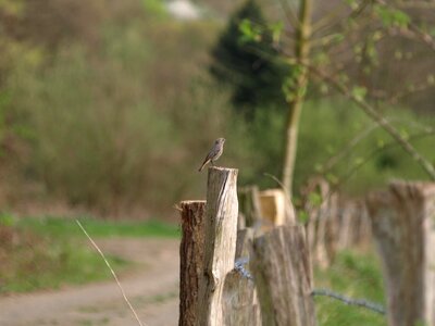Bird small bird fence