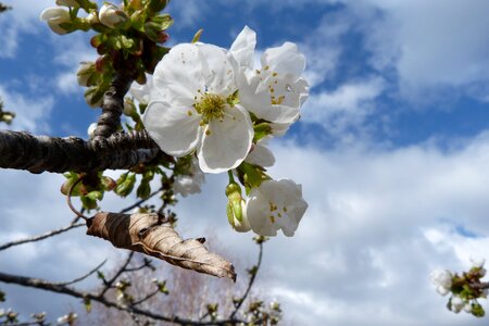 Macro spring blossomed photo