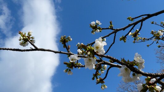 Cherry flowering spring