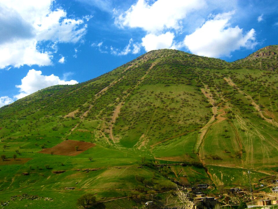 Landscape blue grass