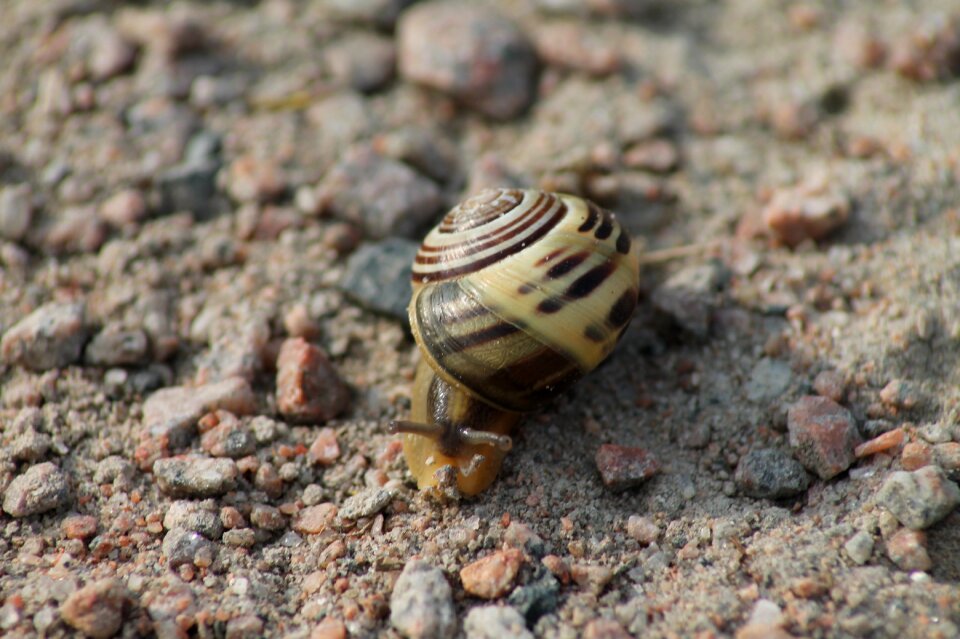 Animals land snail mollusk