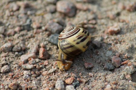 Animals land snail mollusk
