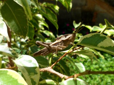 Insect nature animals