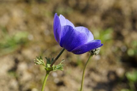 Bloom bright wild flower