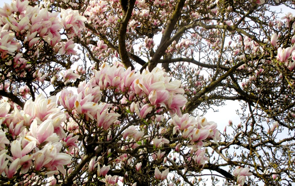Flowers beautiful mammern