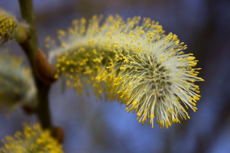 Blossom bloom close up