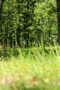 Tall grass woods tree
