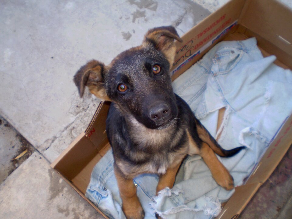 Crosses shepherd bitch animal