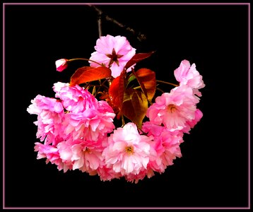 Tree pink ornamental cherry photo