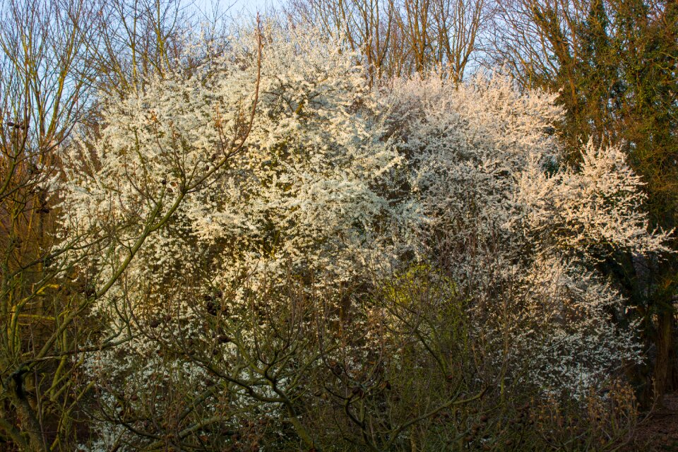 Tree mirabelle white blossom