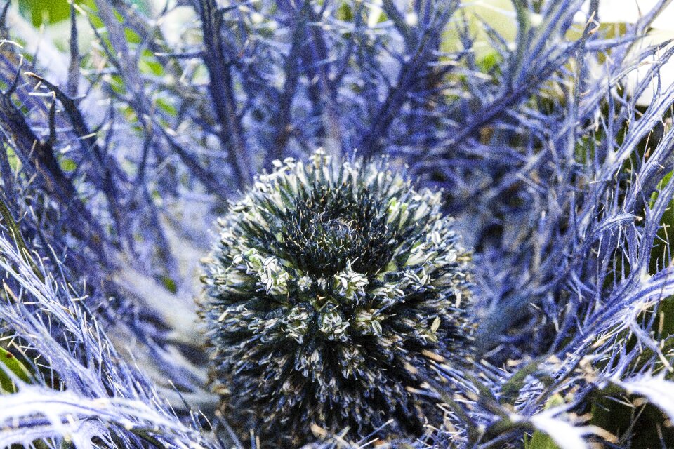 Blue prickly bouquet