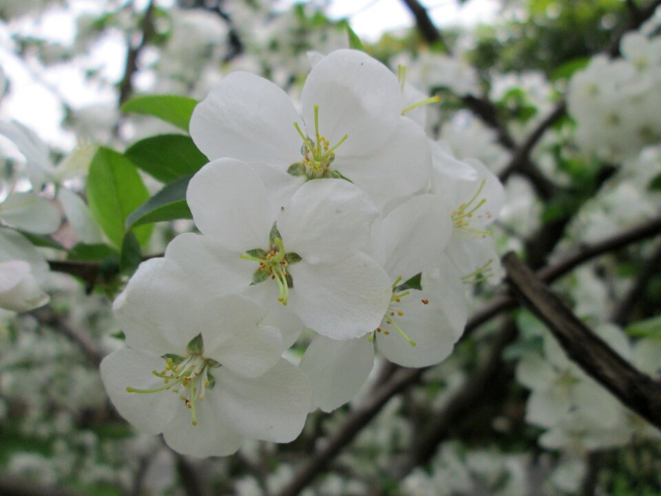 White garden plant