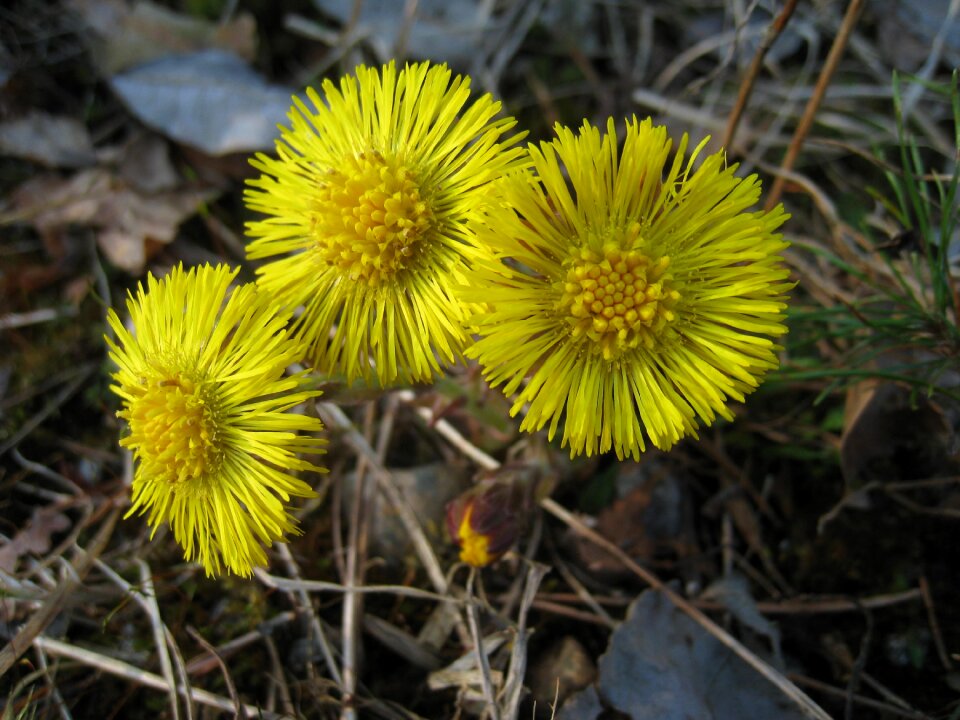 Flowers spring grass