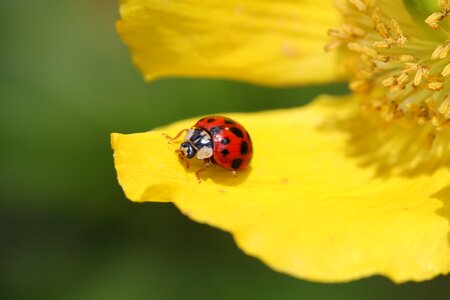 Bloom beetle plant