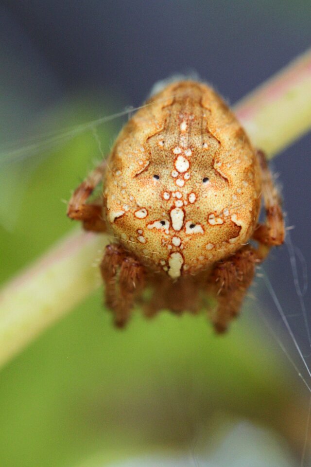 Insect arachnids arthropod
