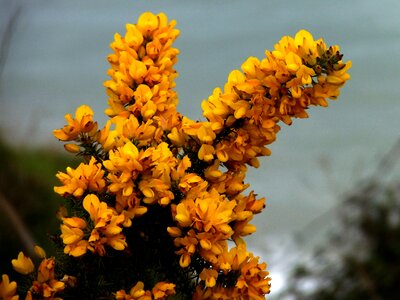 Yellow flower flower shrub bloom photo