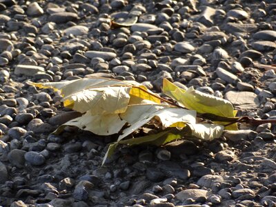 Leaf stones autumn