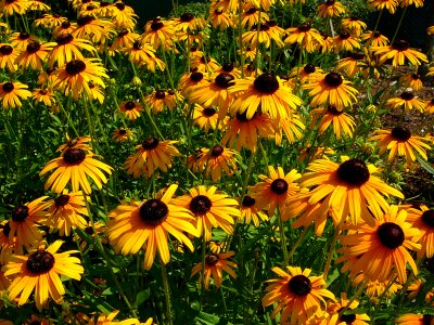 Garden gardening summer