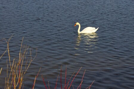 Bird nature water bird