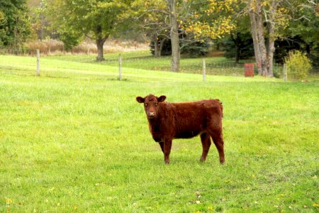 Farm farm animal bovine photo