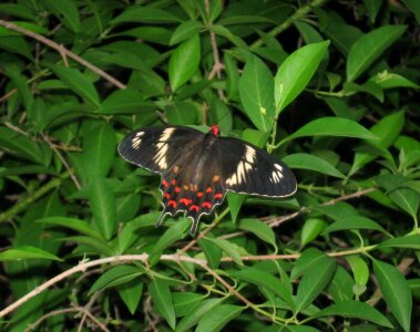 Swallowtail butterfly hyderabad india photo