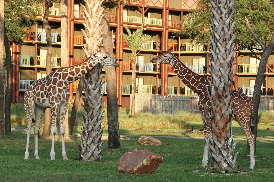 Resort africa african