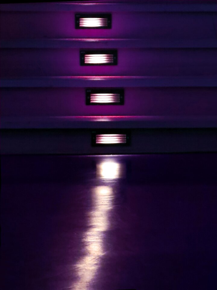 Night variety dark purple