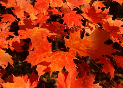 Maple leaf leaves
