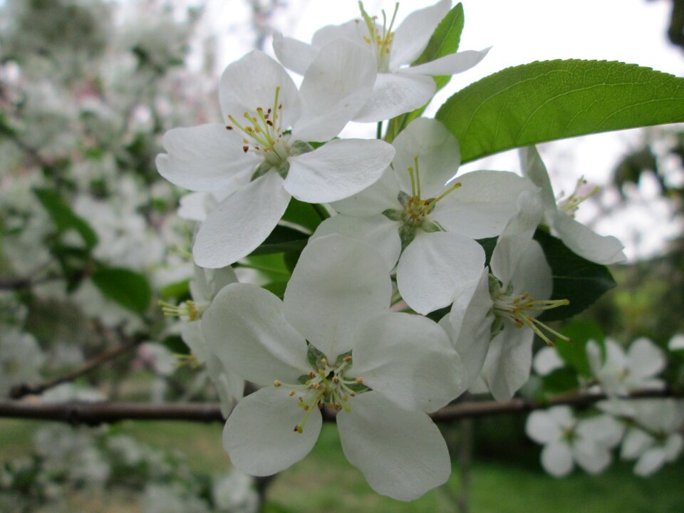 White garden plant