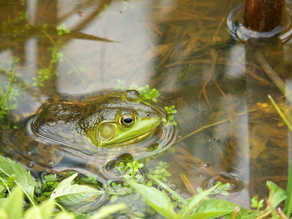 Toads pond water