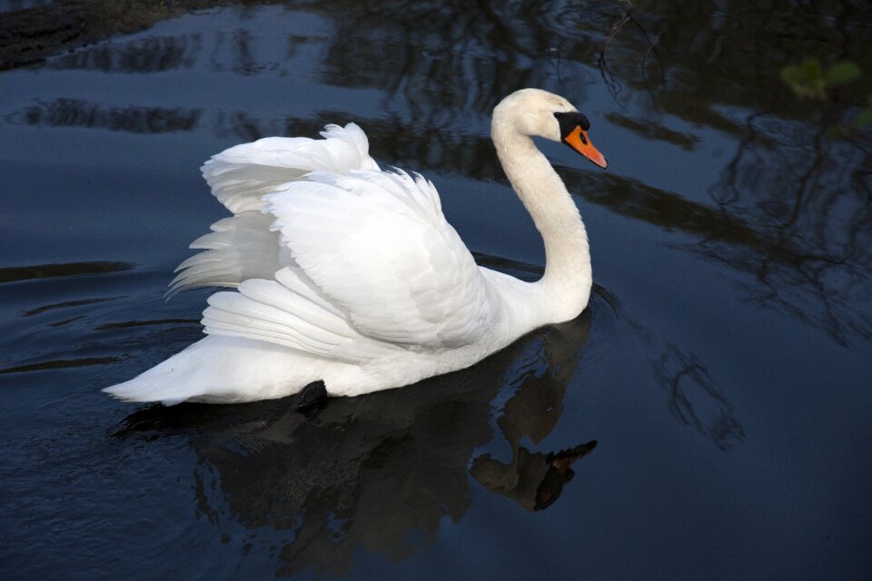 Pen water bird nature
