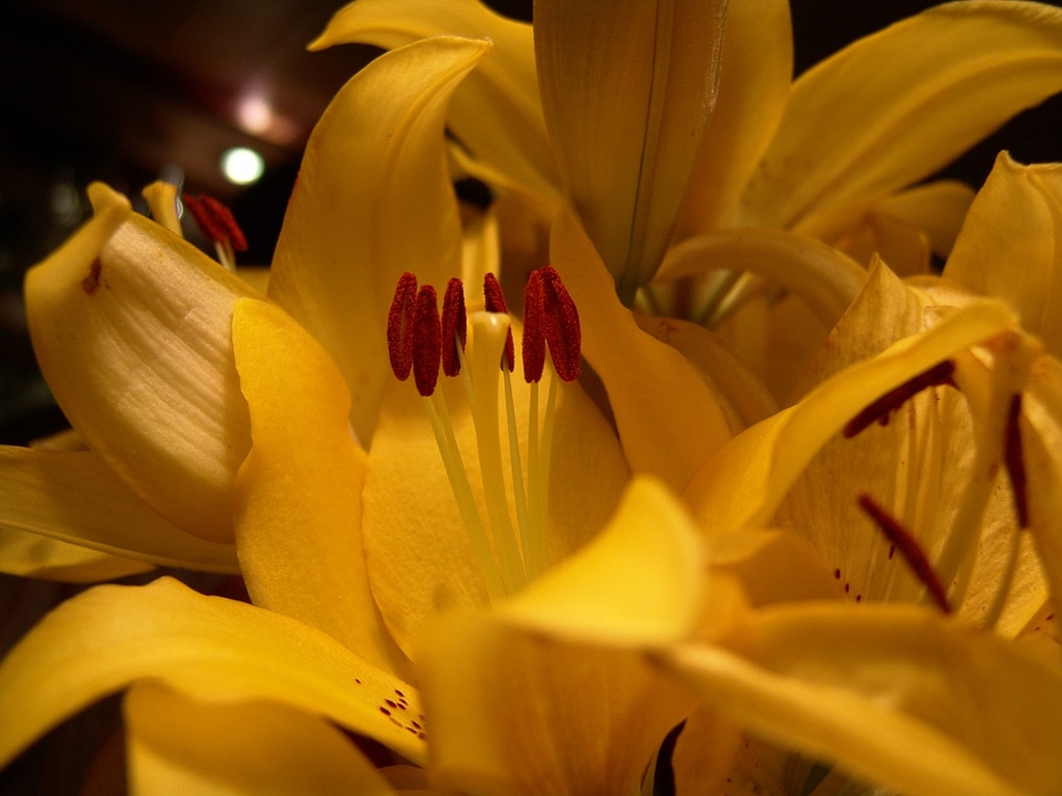 Nature yellow pollen