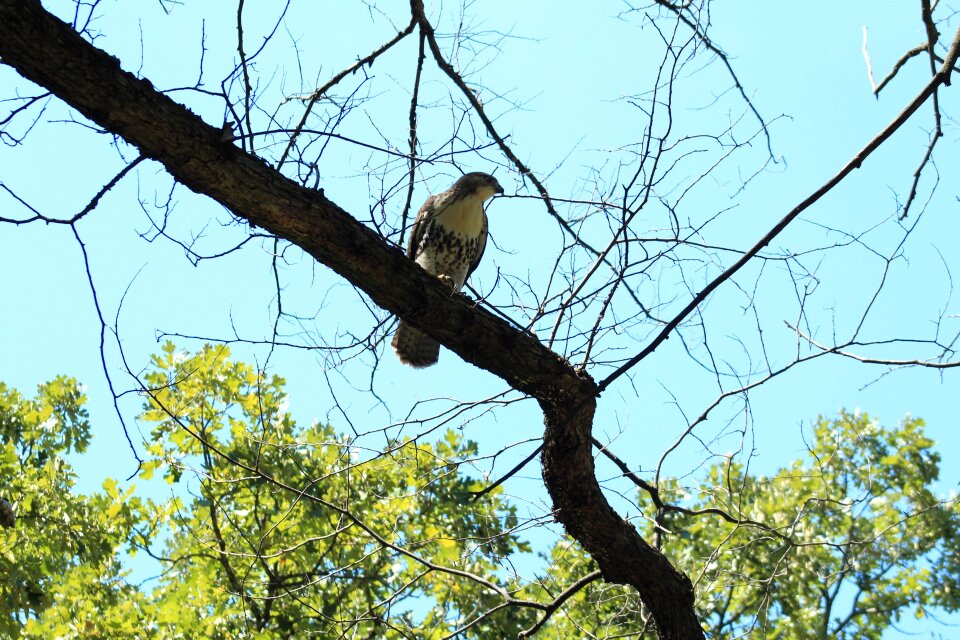 Chicken feathers nature