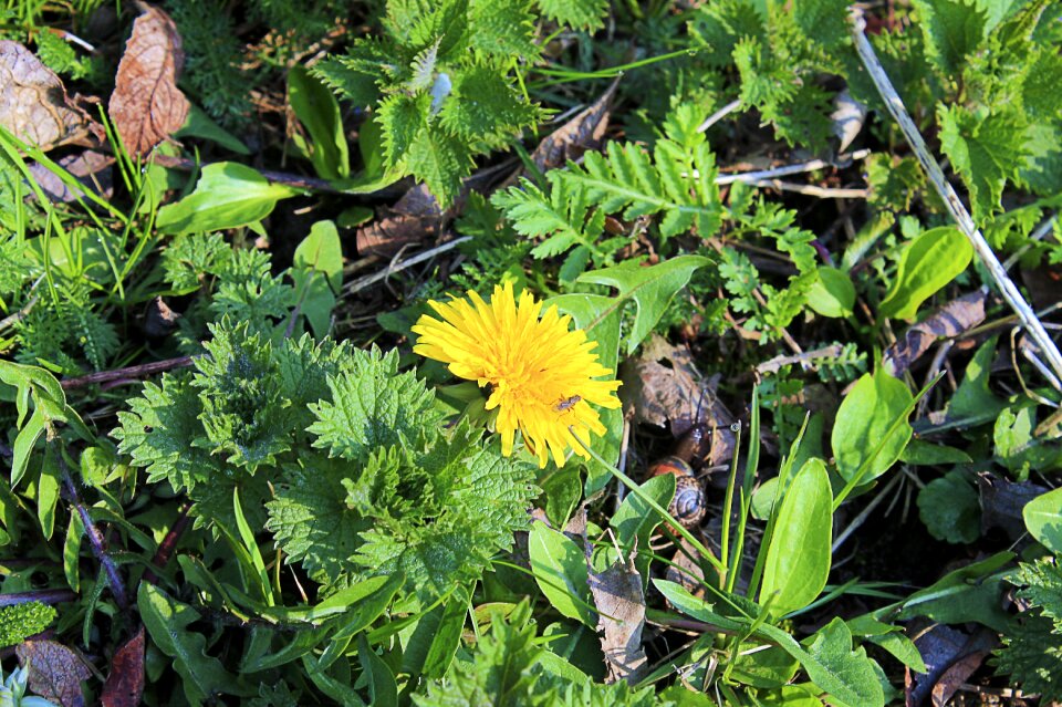 Yellow flower taraxacum officinale
