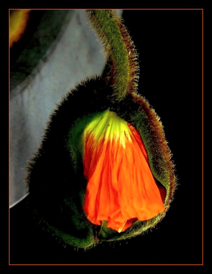 Flowers flower blossom