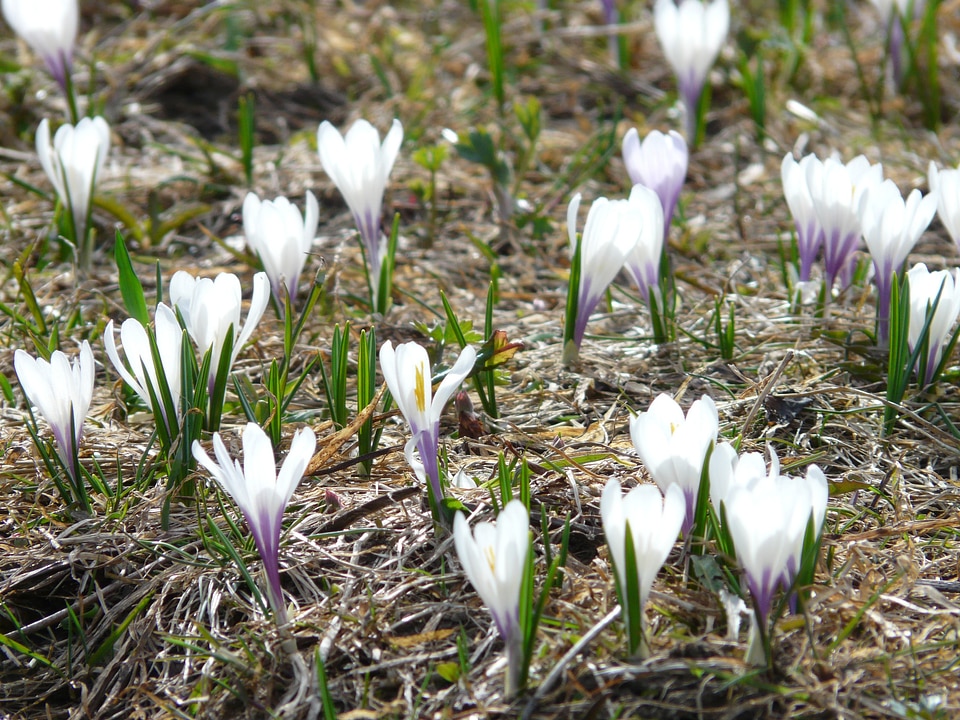 Flowers blossom bloom
