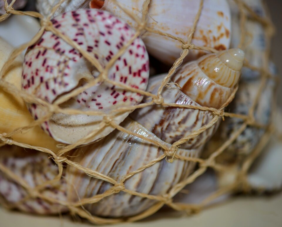 Sea imprisoned souvenir