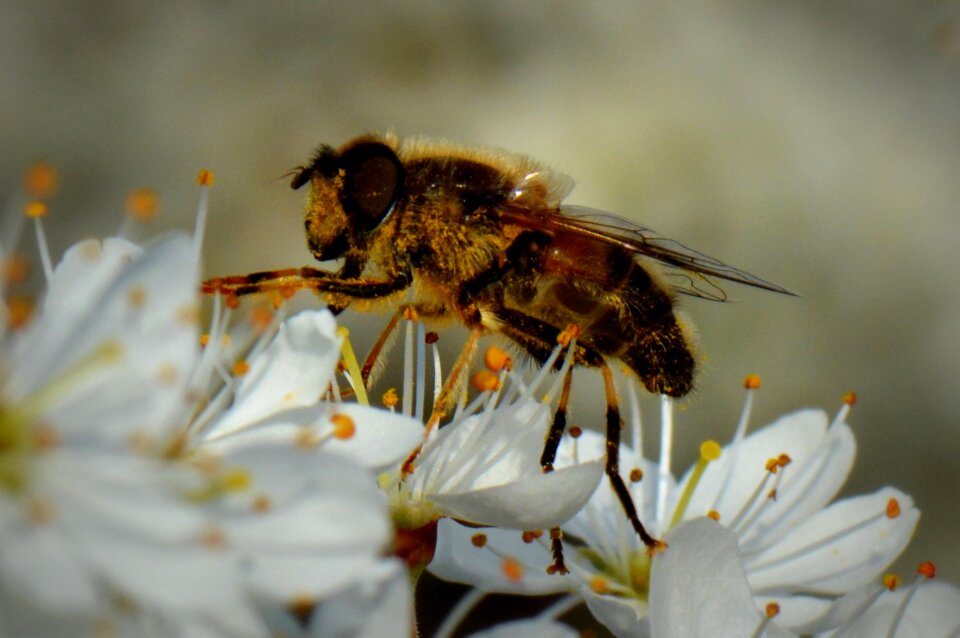 Animal blossom macro
