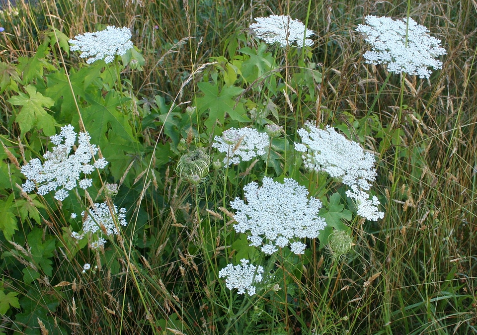 Natural blossom bloom